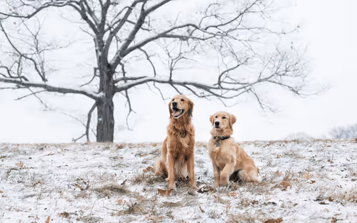 Item #10009359903282094537398543197541078073067770590855434614987939893172802420746 Media