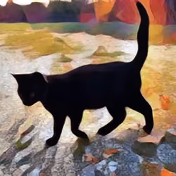 Jack the cat