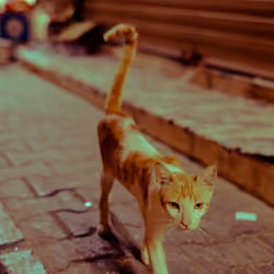 Frontin' Qita (قطة)