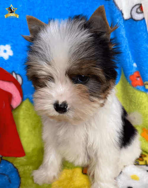 Item #38667131167011634385541907782208186835961873608250228940362662752932660772865 Media