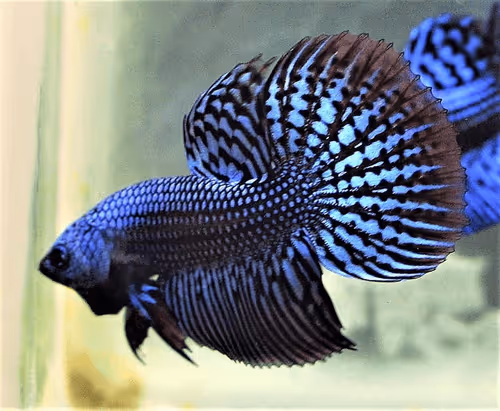 Item #81032937518726781130427896739408939347327063862450356405897967549118710546433 Media