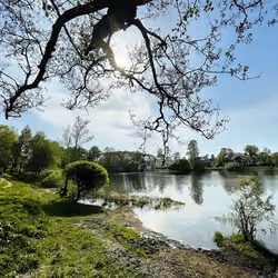 Lake in the forest