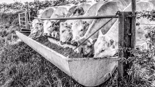 Item #11344951791161137659104281754392441656555545527549605551491260762535644626945 Media