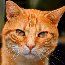 106393158711752592444527764053332067386103257112262188176365272161029220990977