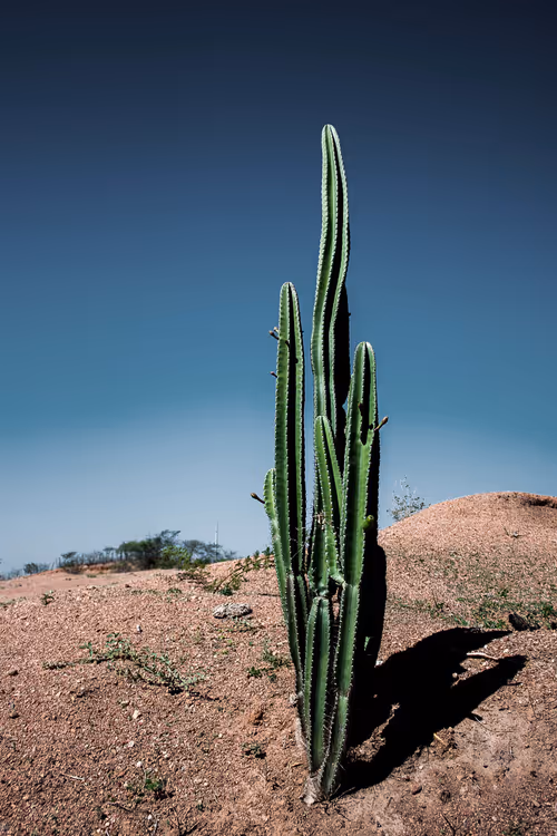 Item #101575229607926485862469706425422547905702674538468073786273286312602086932485 Media