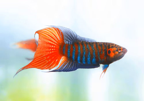 Item #81032937518726781130427896739408939347327063862450356405897967545820175663105 Media