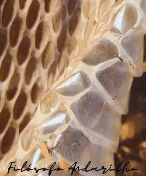 Item #42165497215799268651933513800091680414625417379712449060150831249518214774785 Media