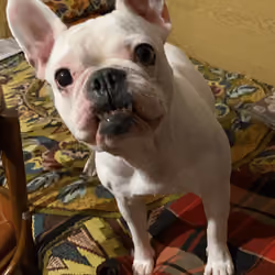 Bella #13