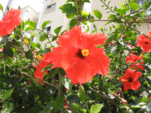 Item #49780404214023394125628081485635193078207366864253774489702248275131542536692 Media