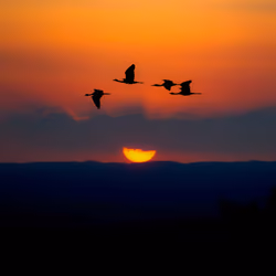 Doñana Sunset