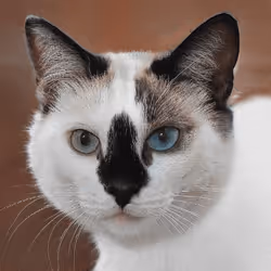 106393158711752592444527764053332067386103257112262188176365273054932174372865