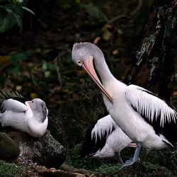 pelican