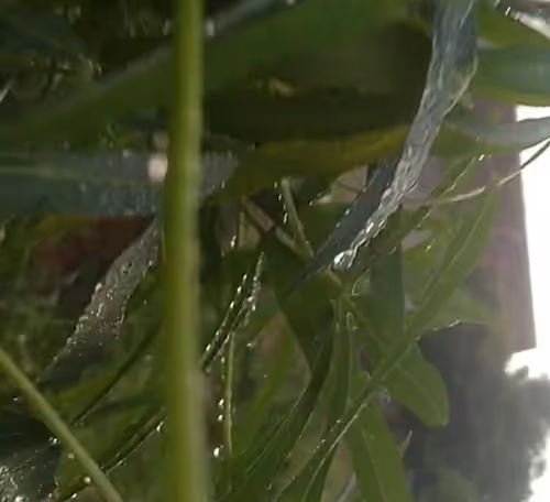 Item #33221436126685937214107554241783471936180518907109659540291722161806131593217 Media