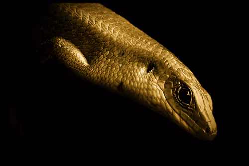 Item #47732193930555347213155577430992323630084297053415806257591000588641701462017 Media