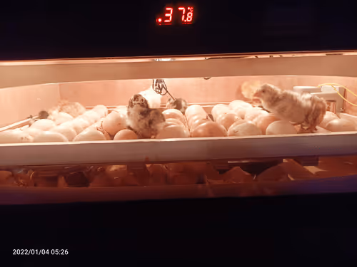 Untitled Collection #198017107