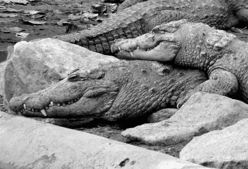 Item #109579018027133606473158902058456759875658318669045531735484408791200658620417 Media