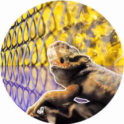 BeardieToken #2