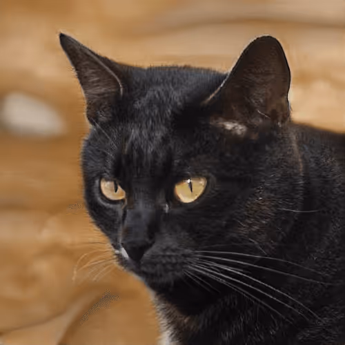 Item #106393158711752592444527764053332067386103257112262188176365269744302663139329 Media