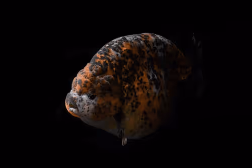 Item #81032937518726781130427896739408939347327063862450356405897967538123594268673 Media