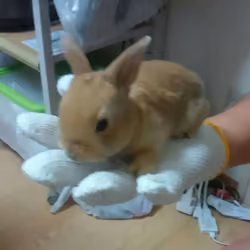 #000 Rabbit Moco borned