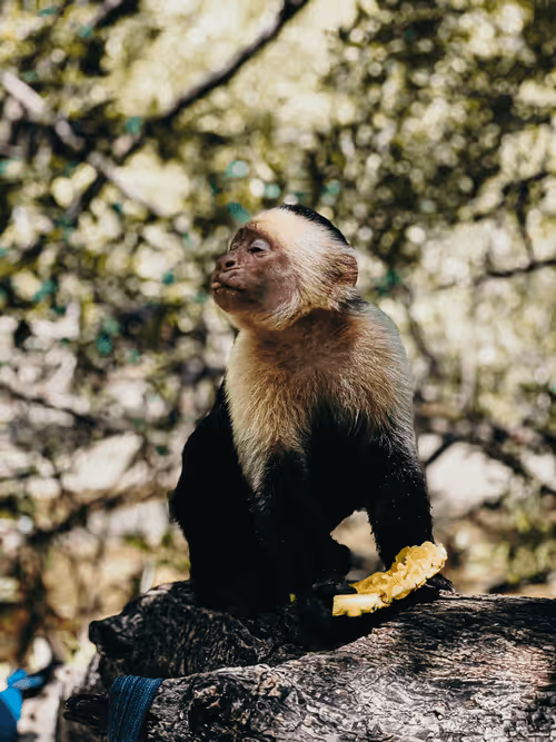 Item #89891320427083052036252289933232728750356970161577239376608436024654696546305 Media