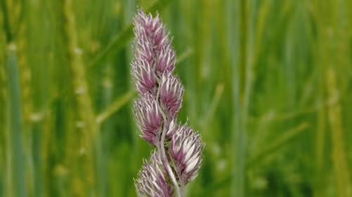 Item #98679578177621649628089872010712381059223698631184272161596299626761435480065 Media