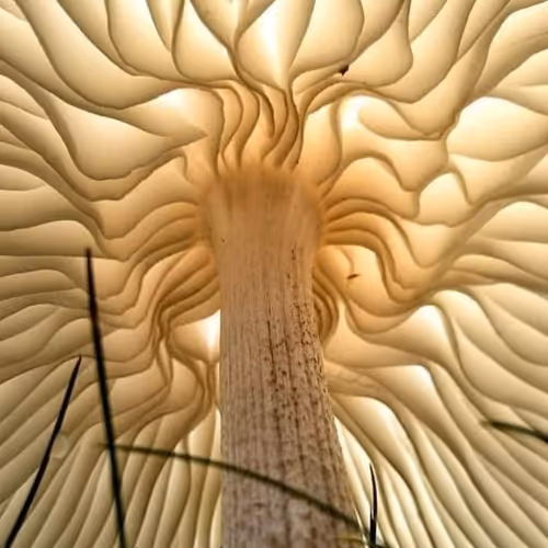 TheFreakzCollection V3