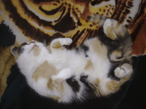 Item #41983459946325006344850038724007157971914249844141491949312560334855812939777 Media