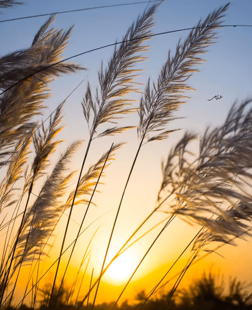 Item #9104047852343460824823657095955061139286762947505329334286274202713263702017 Media