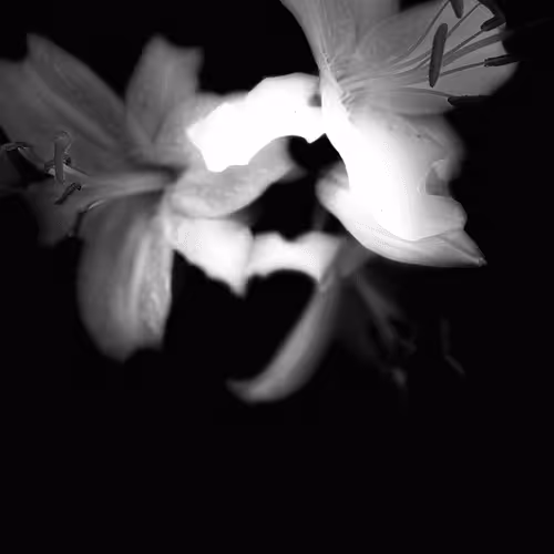 Late Night Lilly 