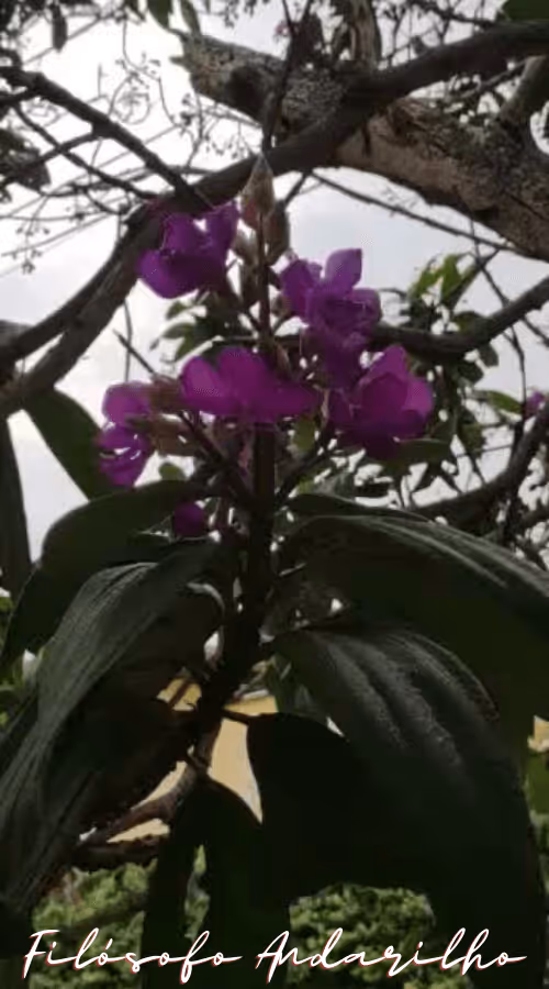 Item #42165497215799268651933513800091680414625417379712449060150831236324075241473 Media