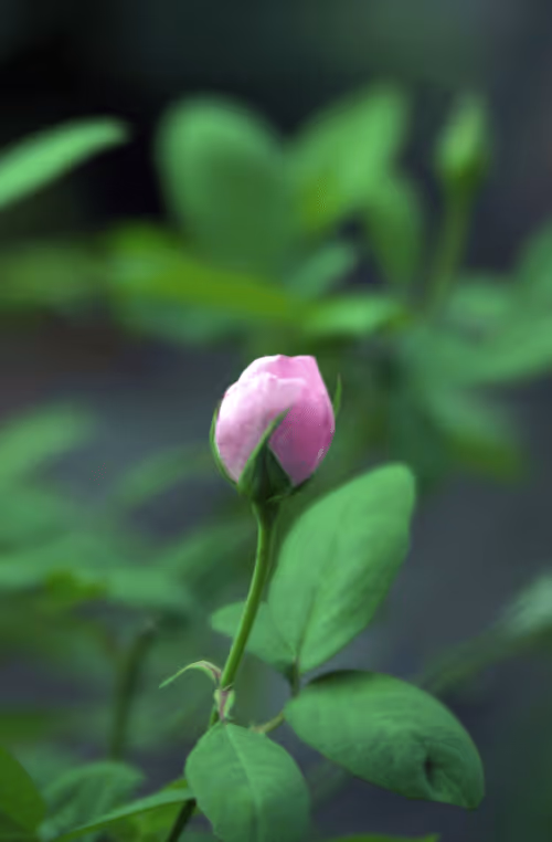 Item #56943947837122673731930897750220814689639948529564795848618456935266072395777 Media