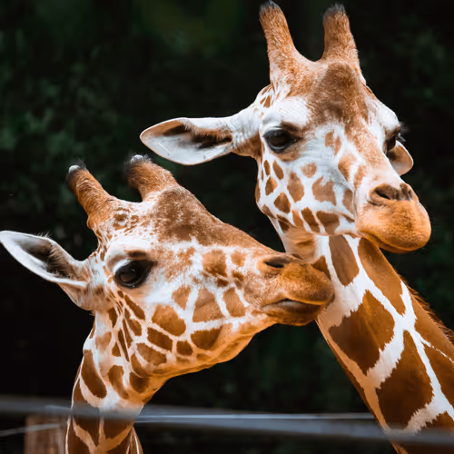 Item #108333172836631629328696584714053398631603269563571358519615745490037057257473 Media