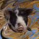 53180631642456764738139299674940583640479914081960747744151190413888494501889