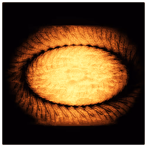 Item #51470273785012029928071263703376802076967363660265322373392265791674481901593 Media