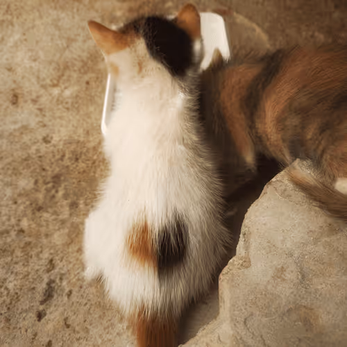 Item #35873152374161071277145740786712931084069607391984224962068592402445031702529 Media