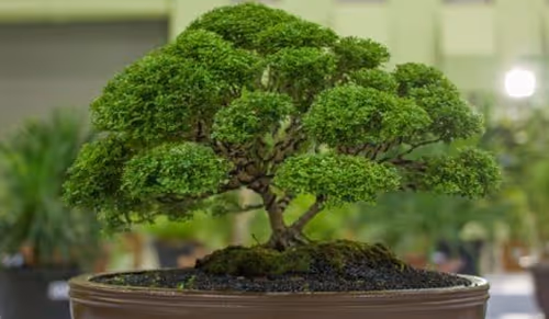 Item #104496985584808197411299000803927756186977529206466580863662692679041467547649 Media