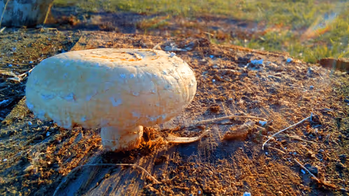 Item #55297223282317197917185791022658401724226762533250968792427961482857001517057 Media