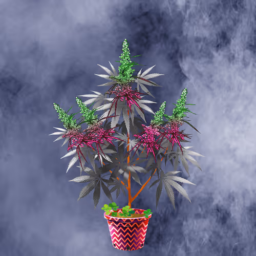 NFTokin #7843