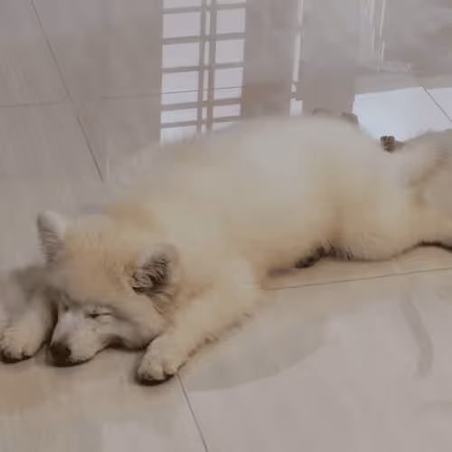 Item #11589634007344310346073007191394288969191527375593807410073591606014029856769 Media