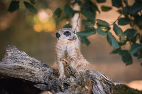 Meerkat