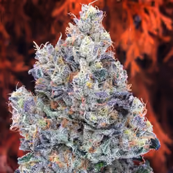 Weed Bud #5