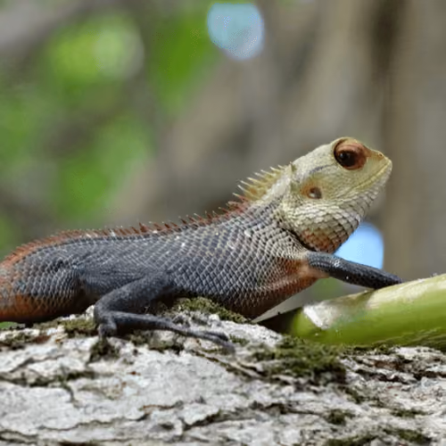 Lizard Eyes