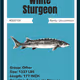 White Sturgeon