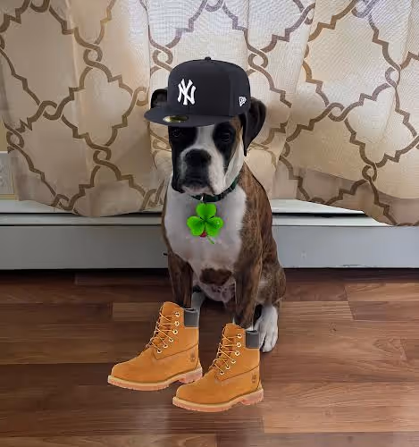 Untitled Collection #239445353