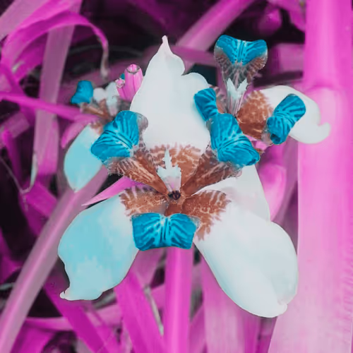 Item #43190579806433981010774040212734353374582811192863113586455236160588072615937 Media