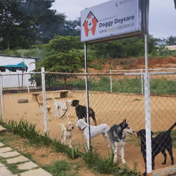 First dogs in Doggy daycare