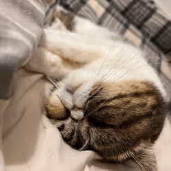 Bitchfacecat#4
