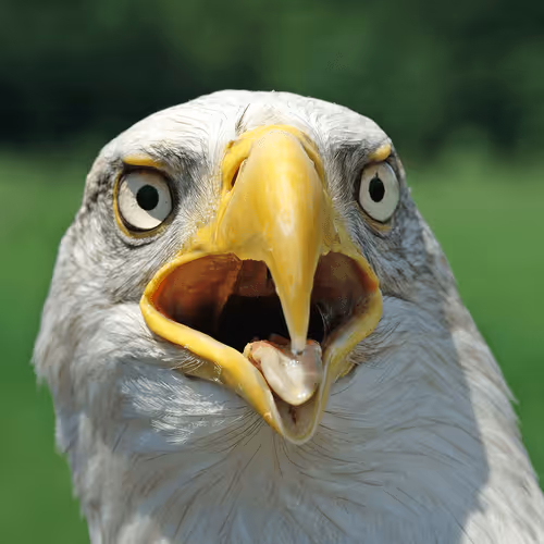 Item #60839276870702459536115980663435026977207856631347422568339333083345708908545 Media