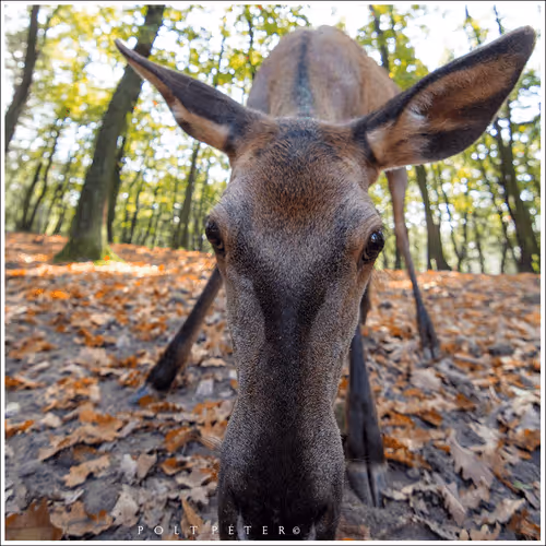 Nature Photographer 177169894